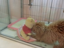 セクシー＆マネっこ