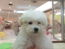 仲間入りしました