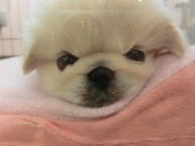 ポチたま日和♪