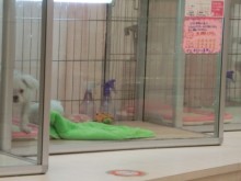 すぐにお散歩OK