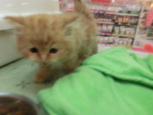 可愛い仲間(・∀・)人(・∀・)