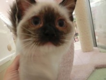 セクシーニャンコ