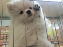 暑い・・・(´；ω；｀)