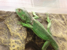 新メンバー仲間入り