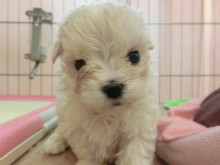 新メンバー(*ﾟ∀ﾟ*)