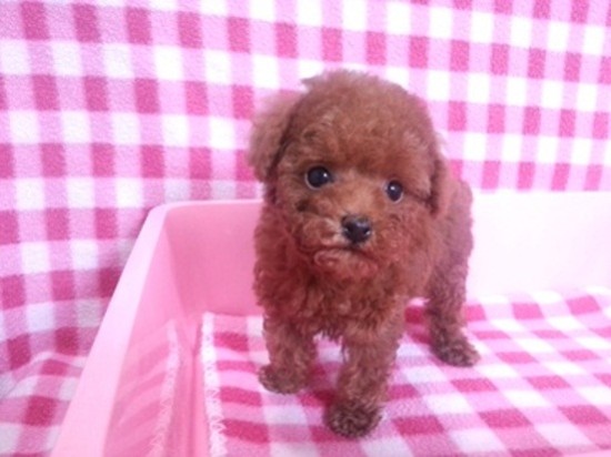 ﾄｲﾌﾟｰ427ｃ