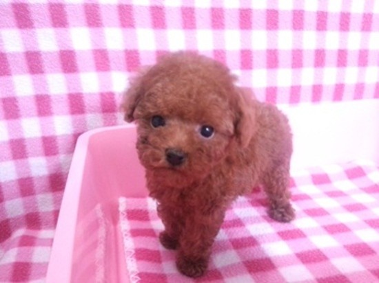 ﾄｲﾌﾟｰ427ｂ