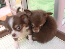 新メンバー紹介