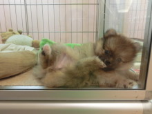 おもちゃみたい(。-∀-)