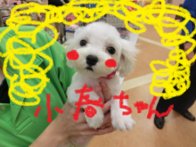 お気に入り(´∀｀)