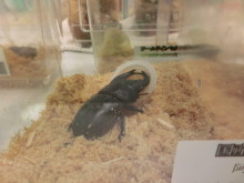 水島イオン(´∀｀)