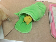 ビックリ(°д°)