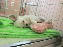 スヤスヤ。。。(｡-_-｡)