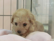 新メンバー(^-^)