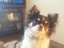 ペット紹介(^O^)