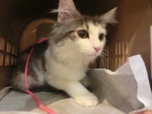 竜巻(O.O;) (o。O;)