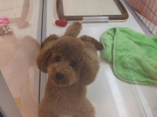 お迎えになりました(´∀｀)