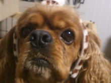 ペット紹介(^O^)