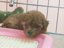 新メンバー(=´∀｀)