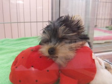 水島イオン(´∀｀)