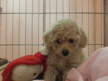 新メンバー(*´д｀*)