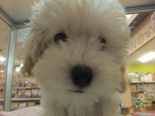 僕だって～(･∀･)