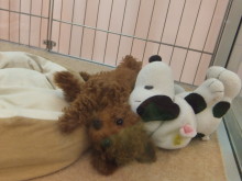 ありがとうございます(*^_^*)