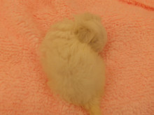 仲間入り(･∀･)