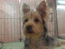 トイプードル(*´д｀*)