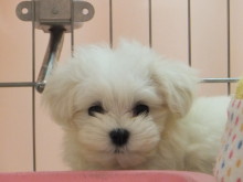 ポチたま　水島店(*ﾟ▽ﾟ*)