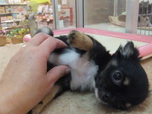 早い・・・(T ^ T)