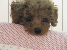 いかがでしょう(｡･ ω<)ゞ