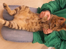 里親募集(=‘ｘ‘=)