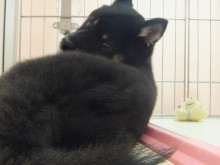 慌ただしい(o´Д`)=з