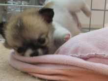 コロコロ(*ﾟ▽ﾟ*)