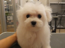 今日のポチたま