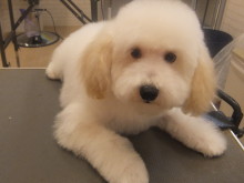 今日のポチたま(*ﾟ▽ﾟ*)