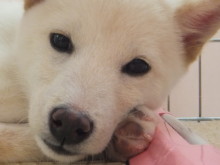 ポチたま日記♪