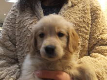 お迎えになりました(*´д｀*)