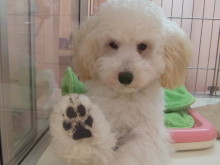 お手入れグッズ(*^_^*)