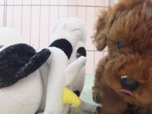 イベント開催（*´・з・`*)ﾁｭｯ♪