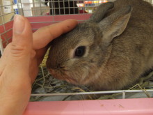 うさぎの紹介(´・ω・｀)
