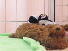 またまたまた～(*´д｀*)