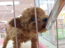 ポチたまの新入生(´∀｀*)