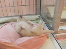 ホッコリ(*´ω｀*)