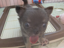 日曜日のポチたま(*^_^*)