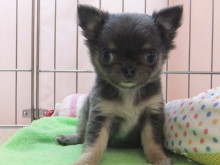 ポチたま便り(*^_^*)