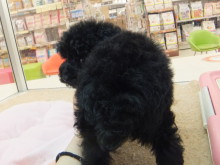 新メンバー(*ﾟ▽ﾟ*)