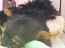 またまた～(｡･ ω<)ゞ