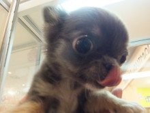 可愛い子犬(´∀｀)